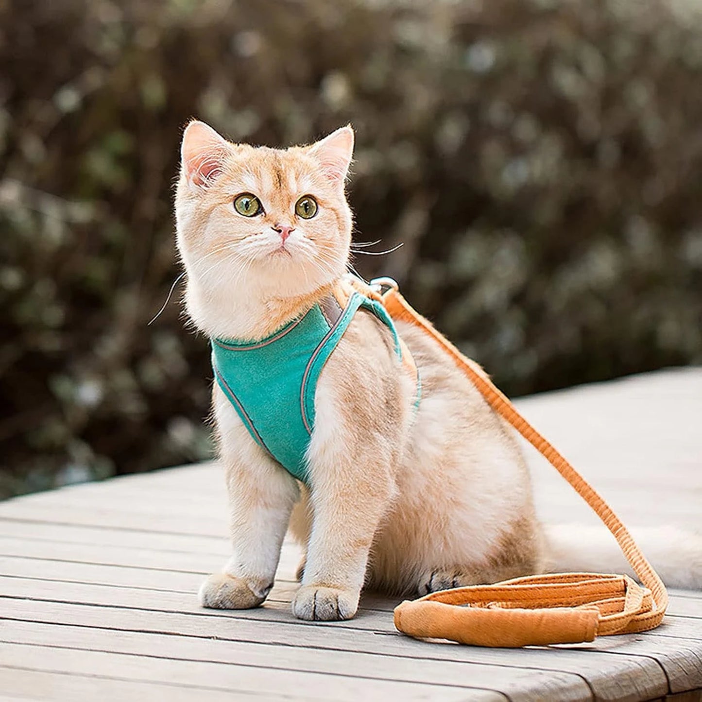 Stylish Secure Small Dogs and Cats Harness Vest and Leash Set