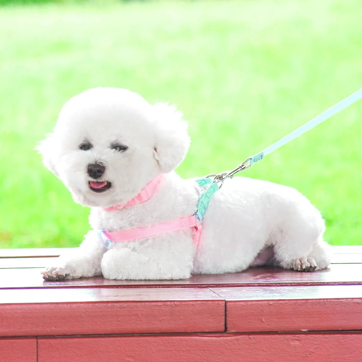 Upgrade your daily walks with this stylish, lightweight, and versatile 3-piece Small Multicolor Dog Harness Set! This comfortabl